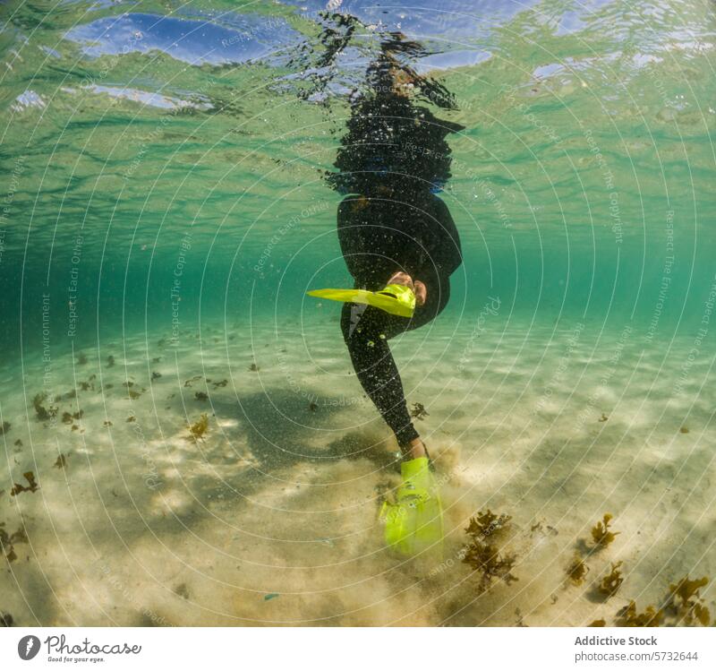 Underwater view of anonymous snorkeler in black wetsuit, with vibrant yellow fins, hovering above a natural seaweed bed in shallow waters underwater marine