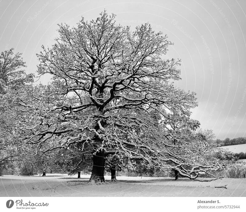 Snow-covered oak in a winter landscape Oak tree snowed in snowed-in trees Winter Winter mood Cold Park Snowscape Landscape chill White Nature Winter's day