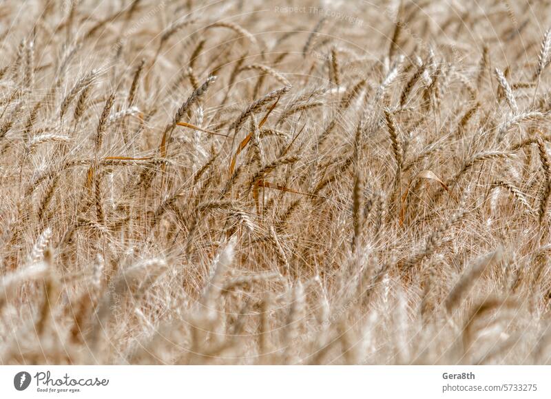 wheat spikelets pattern on the field agrarian agricultural agriculture agronomy background climate color crop cultivate day farm farming field pattern gluten
