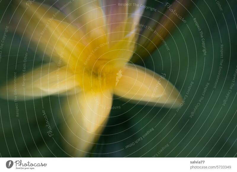 yellow lily blossom with motion blur Abstract Blossom Yellow Green ICM ICM technology abstract photography hazy blurriness blurred Movement open Spring Nature