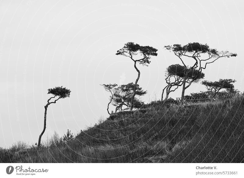 Dancing trees I Trees shaped by the wind on a hill Exterior shot height Hill Landscape Nature Grass wind-blown Black & white photo Deserted hunting fence