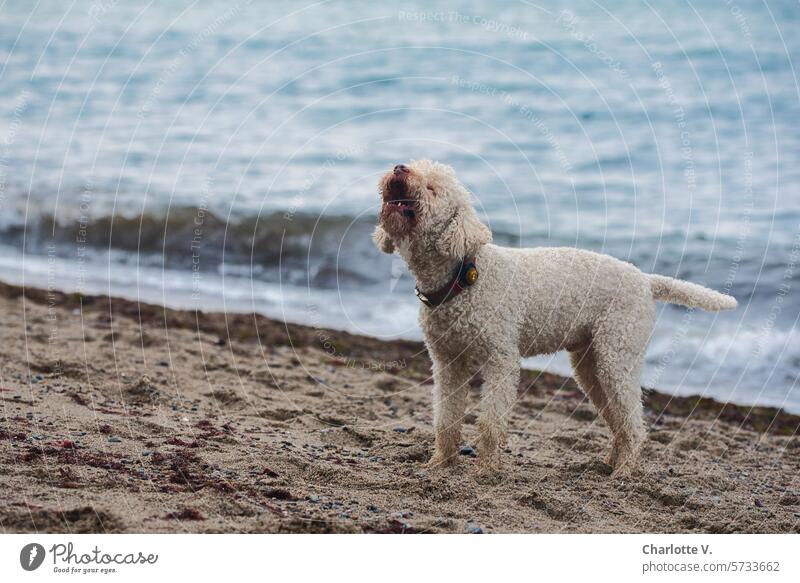 Howling with the wolves | Wooly white, curly-haired dog stands on the seashore and howls Dog curly dog white dog Pet Animal Animal portrait Outdoors White
