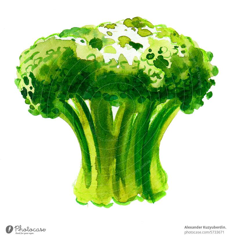 Green watercolor cauliflower. Hand drawn retro styled illustration vegetables food vegan vegetarian painting drawing sketch green