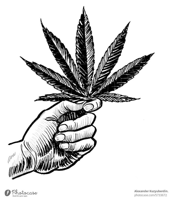 Hand holding cannabis leaf. Hand drawn retro styled illustration hand pot weed art artwork drawing sketch ink black and white