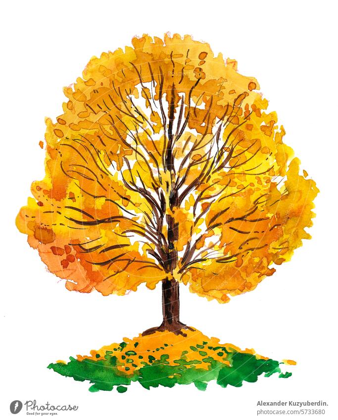 Yellow watercolor tree. Hand drawn retro styled illustration yellow tree autumn fall season nature art artwork drawing sketch