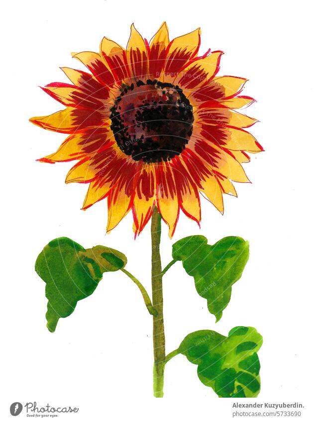 Watercolor sunflower. Hand drawn retro styled illustration blossom nature painting summer art artwork drawing sketch
