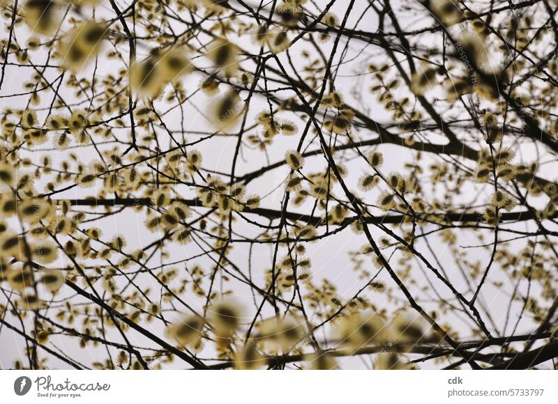 Early spring: branches with yellow flowering willow catkins. Spring Blossoming willow catkins in bloom naturally Nature Spring flower flowering flower