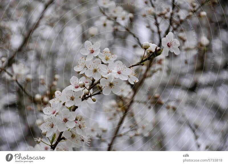 Flowering time | spring | blossoming. Spring heyday Blossoming blossoms buds Tree Wild Fresh come into bloom White close together Full abundance pretty
