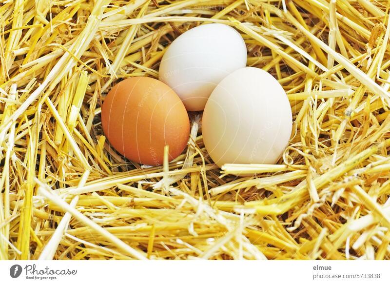 three chicken eggs in the straw Egg Hen's egg Straw Bird's eggs Easter Nutrition Organic produce organic eggs Agriculture Egg-shaped happy easter Blog