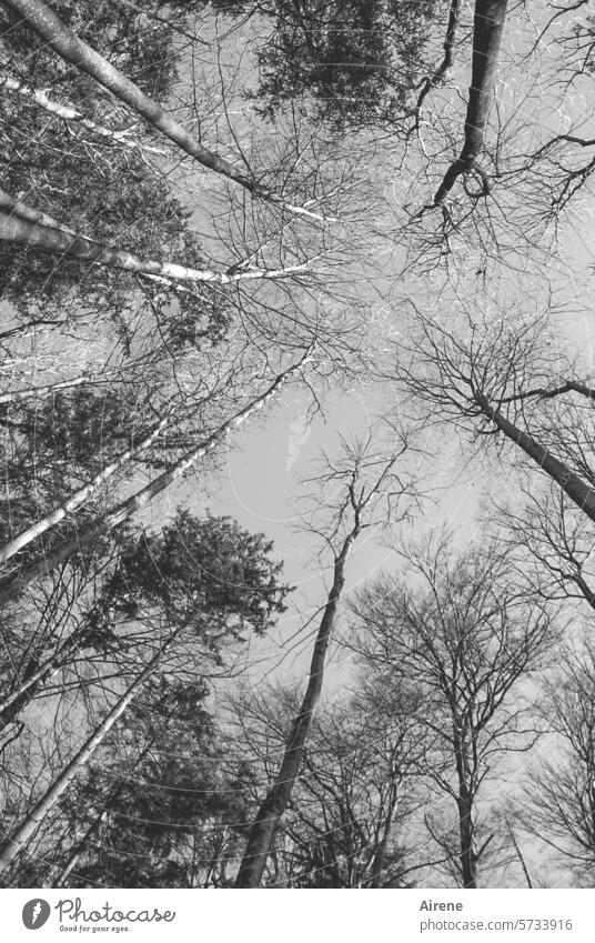 I'm sure I'm in the woods. Worm's-eye view Tree branches Large Forest Sky Black Silhouette Growth Tree trunk Tall trees Deciduous tree Twigs and branches Winter
