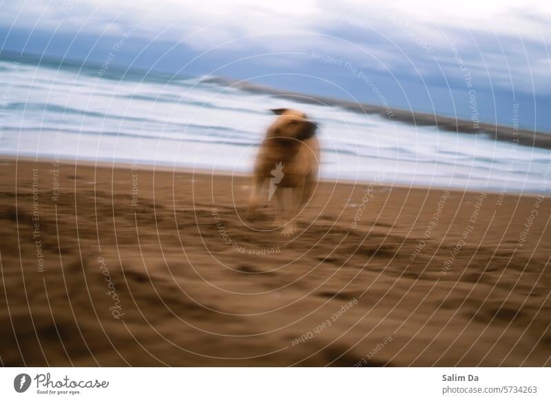 Motion blur art. Aesthetic capture of a dog in a natural environment motion Blur blurred blurriness blurry blurred motion Art artwork artistic Abstract Haze