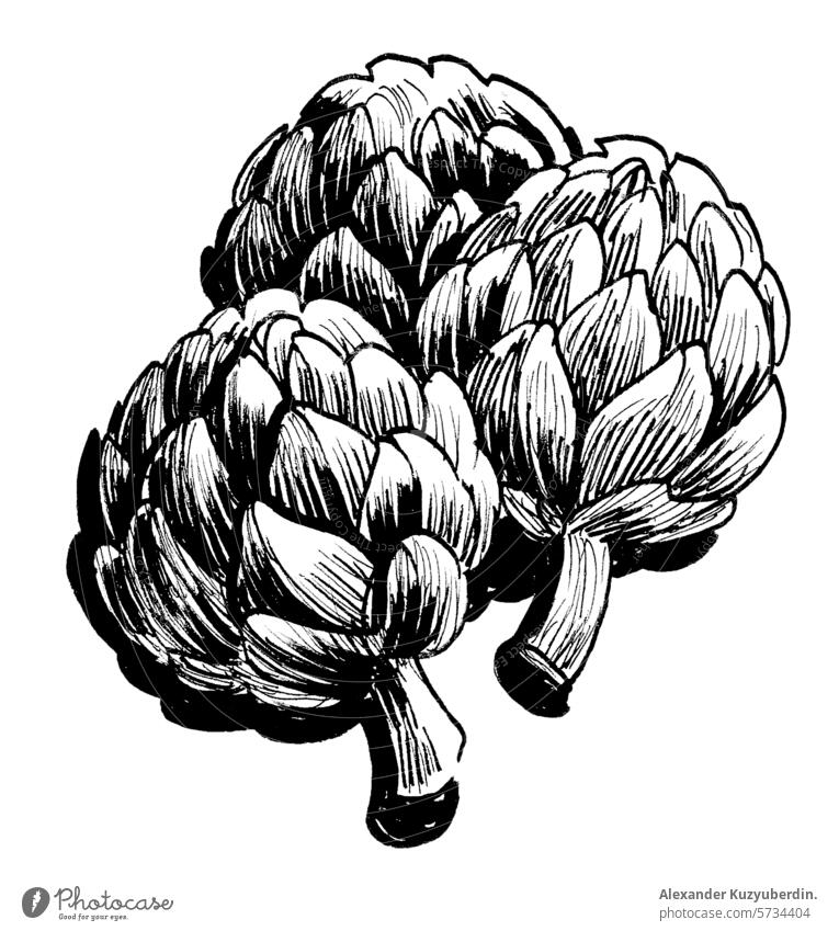 Bunch of artichokes. Hand drawn retro styled illustration vegetable food artwork drawing sketch clip art