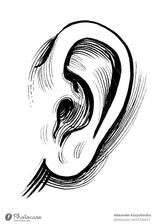 Human ear. Hand drawn retro styled illustration anotamy human art artwork drawing sketch ink black and white