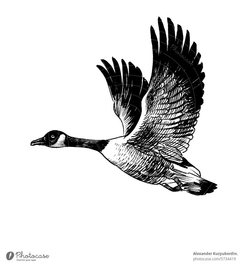 Flying goose. Hand drawn retro styled illustration bird animal flying canada nature wildlife art artwork drawing sketch ink black and white