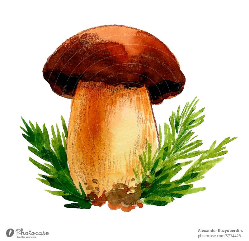 Watercolor mushroom. Hand drawn retro styled illustration watercolor sketch painting drawing plant nature art artwork food