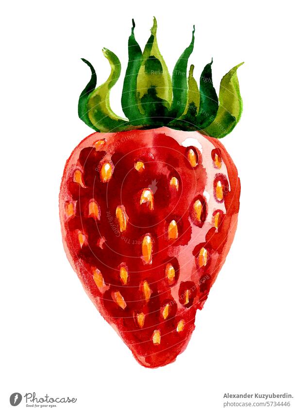 Watercolor strawberry. Hand drawn retro styled illustration fruit red juicy watercolor art artwork drawing sketch