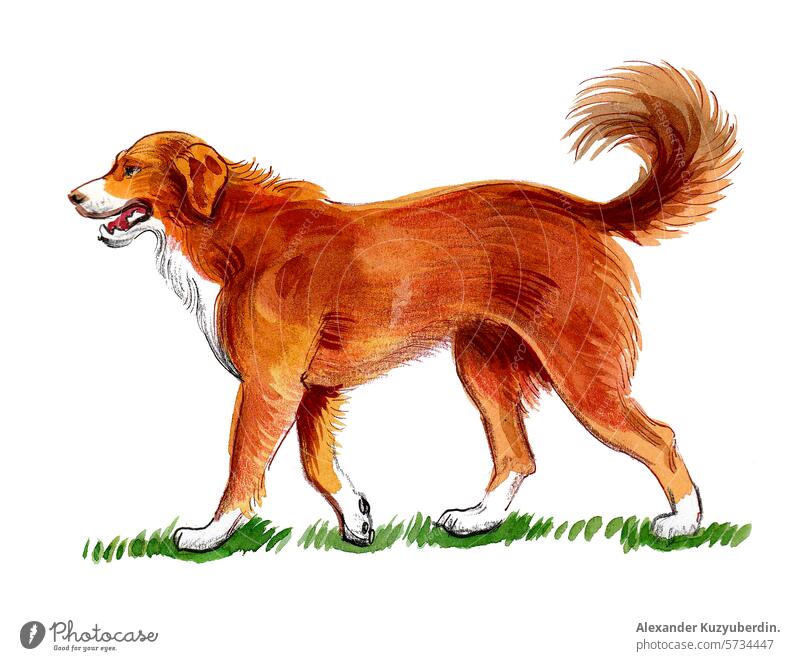 Big dog walking on green grass. Hand drawn retro styled illustration pet animal nature art artwork drawing sketch watercolor