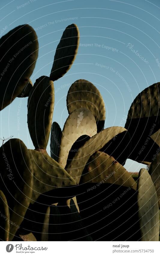 Leaves of a prickly pear in the shadow play of the morning sun Plant Cactus Cactus Pear graphically Shadow Light and shadow Contrast Light and shadow play
