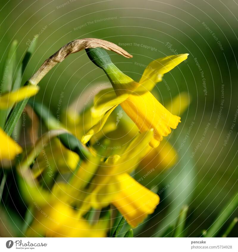 garden greeting back! daffodils Narcissus Yellow Spring Spring flowering plant Blossom Spring fever Easter Garden Flower Close-up Shallow depth of field