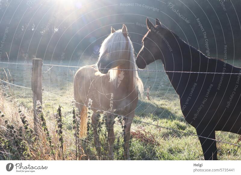 Two horses in the morning mist Horse two Morning fog Meadow Willow tree Stand Sunlight Back-light Fence Plant Nature Exterior shot Animal Grass Landscape