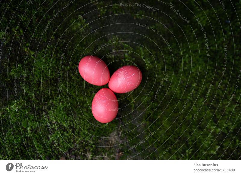 Pink eggs on moss Easter Easter eggs colorful eggs Food Feasts & Celebrations Spring three Moss Nature Green pink easter holidays Nutrition boiled eggs Egg