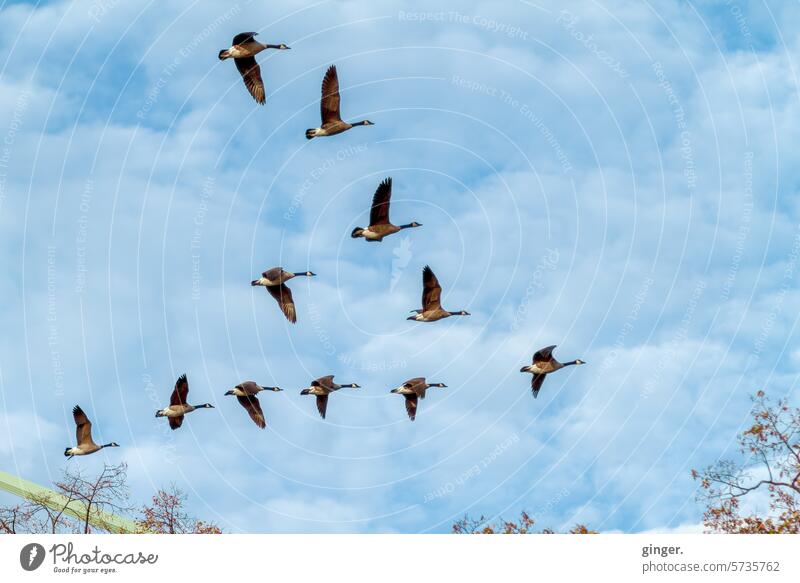 Wild geese in flight wild geese Backward home Sky Clouds Flying Flight of the birds Freedom Flock of birds Migratory bird Migratory birds Group of animals