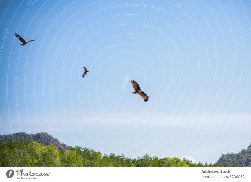 Majestic eagles glide effortlessly against the clear blue skies over the verdant landscape of the Langkawi Archipelago, Malaysia soaring sky archipelago nature