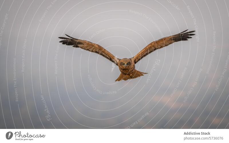 A Western Marsh Harrier dominates the sky, its wings outspread as it soars gracefully over the fields of Lleida flight raptor bird predator wildlife nature