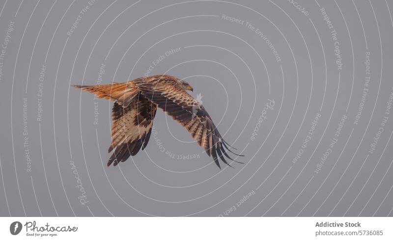 A Red Kite spreads its impressive wings, soaring gracefully through a soft, hazy sky above the fields of Lleida flight raptor bird wildlife