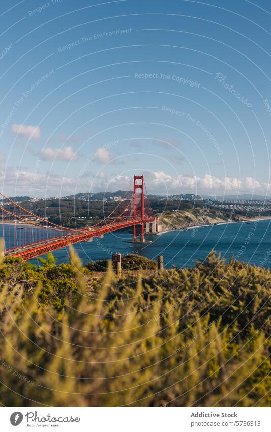 A unique perspective of the Golden Gate Bridge framed by the lush coastal vegetation under the expansive blue spring sky San Francisco greenery landmark