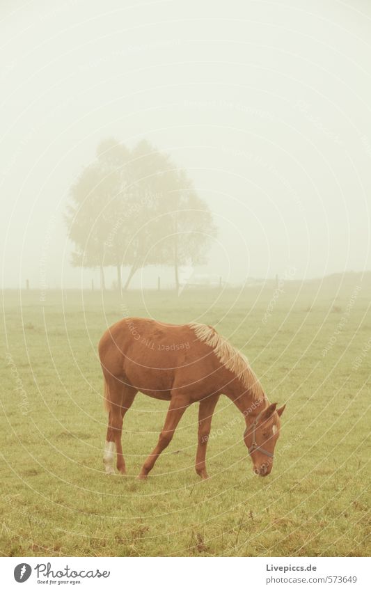 Stallion Karino Environment Nature Landscape Sky Spring Autumn Bad weather Fog Meadow Field Brown Gray Green Silver White Subdued colour Exterior shot Morning
