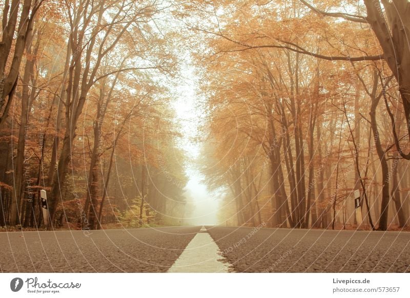 Road through autumn Environment Nature Landscape Plant Water Sky Autumn Fog Tree Leaf Park Forest Transport Traffic infrastructure Street Warmth Soft Serene