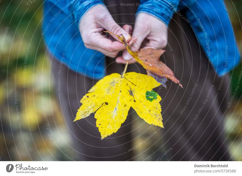 Woman holding autumn leaves in her hands Autumn Autumnal Leaf Hand Detail Colour photo Nature Plant Close-up Environment Shallow depth of field Autumn leaves