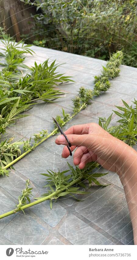 wet trim cannabis, garden table with plant stalks, hand holding trimming scissors Cannabis Cannabis plant weed cultivation flower buds grow homegrown harvest