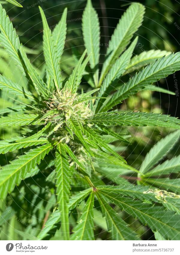 cannabis flower sativa cannabis plant cannabis bud sativa flower sativa bud medicinal homegrown outdoor grow