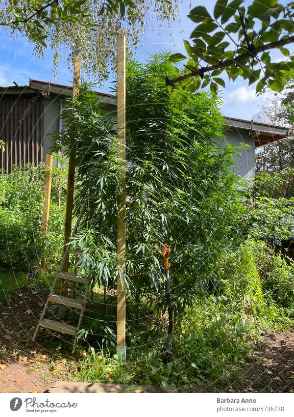 tall marijuana plant with household ladder for comparison Cannabis Cannabis plant sativa weed huge plant outdoor grow homegrow homegrown medicinal