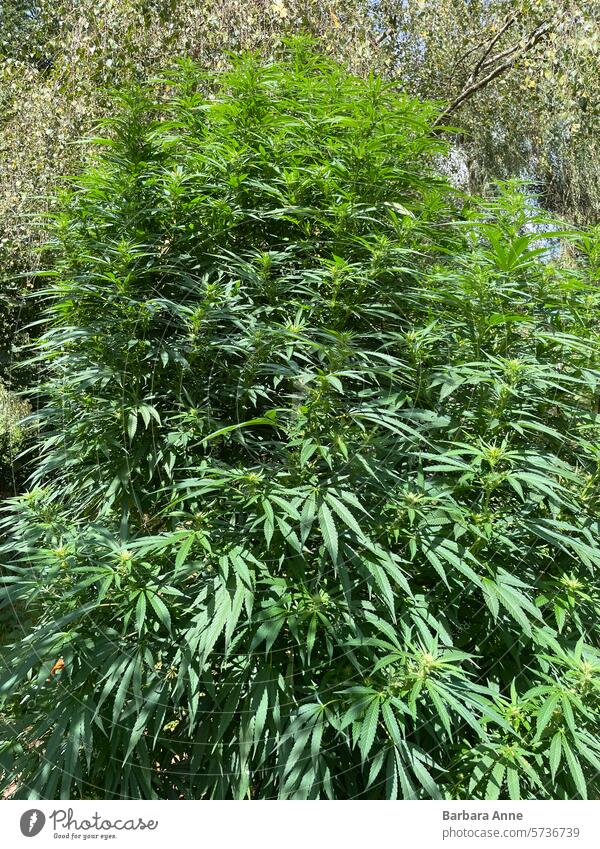 Cannabis bush outdoor grow sativa cannabis cannabis plant weed marijuana cultivation grow your own secret garden
