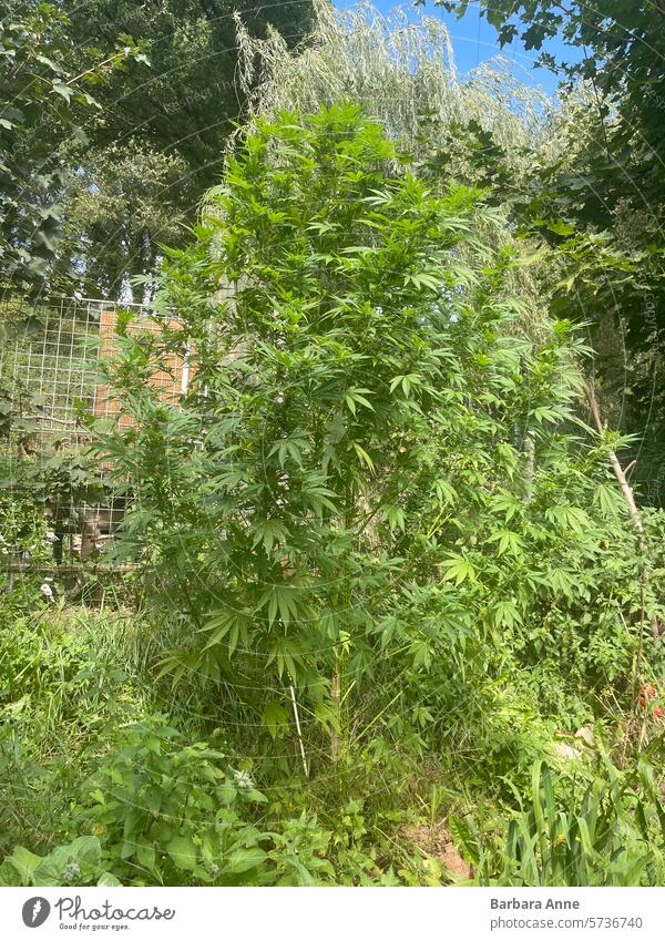 Cannabis bush outdoor grow Cannabis plant Weed marijuana sativa homegrow grow your own legalize legalized