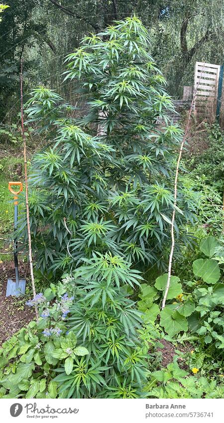big cannabis plant outdoor garden Cannabis sativa marijuana Weed vegetative phase outdoor grow homegrow homegrown secret garden