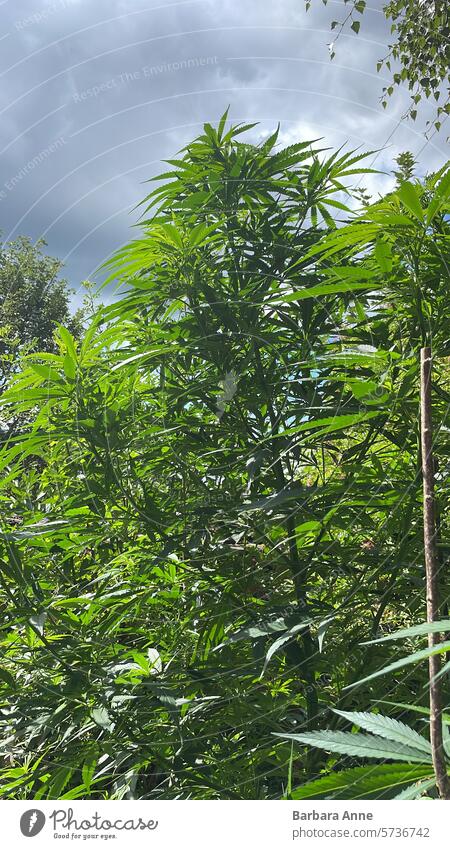 cannabis plant outdoor against dramatic sky Cannabis Weed outdoor grow homegrown home grow cannabis garden