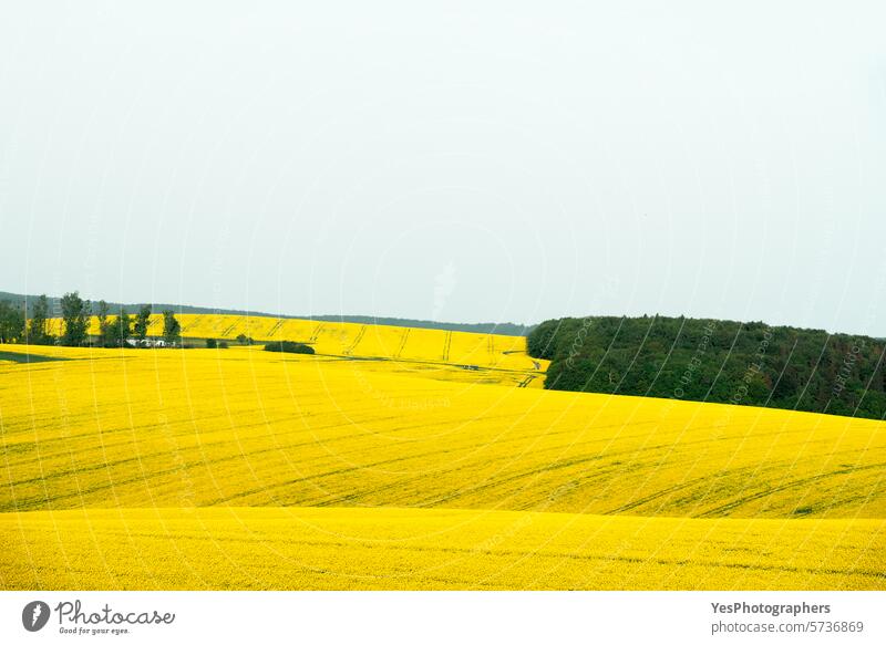Landscape with rapeseed fields in Moravia, Czech Republic agribusiness agriculture background beautiful blossom bright canola color copy space countryside crop