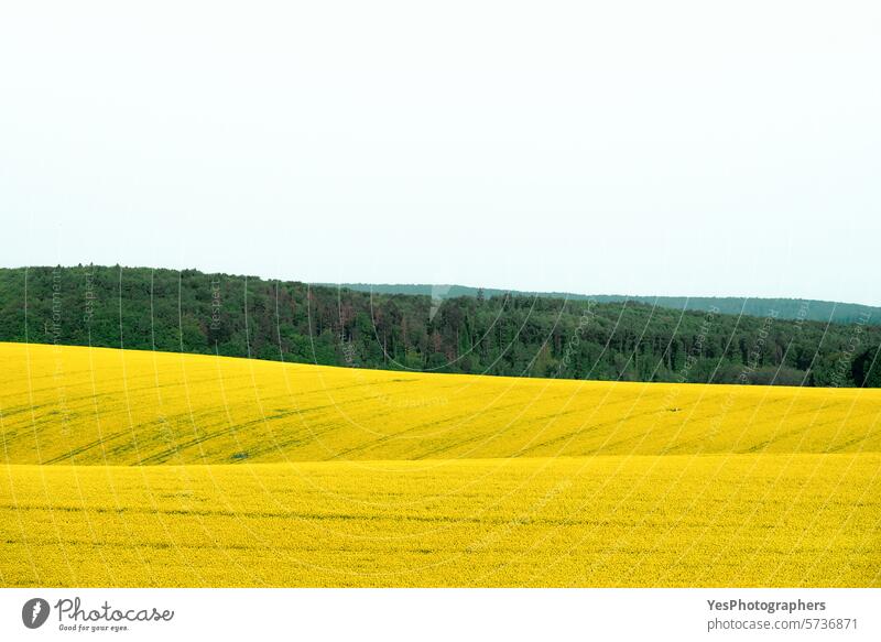 Rapeseed fields landscape in Moravia, Czech Republic agribusiness agriculture background beautiful blossom bright canola color copy space countryside crop czech