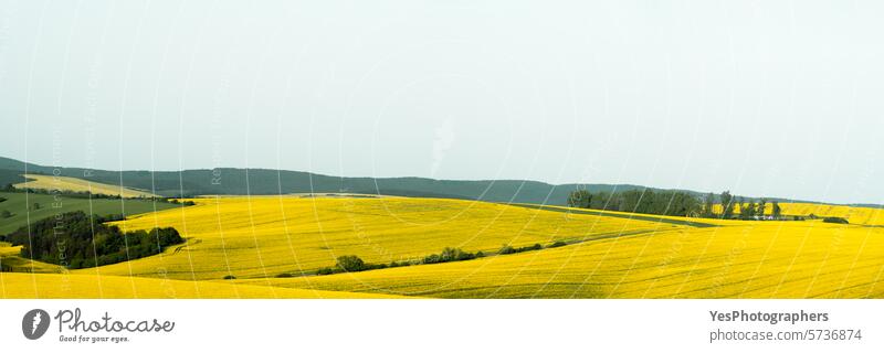 Rapeseed fields panorama in Moravia region, in Czech Republic agribusiness agriculture background beautiful blossom bright canola color copy space countryside