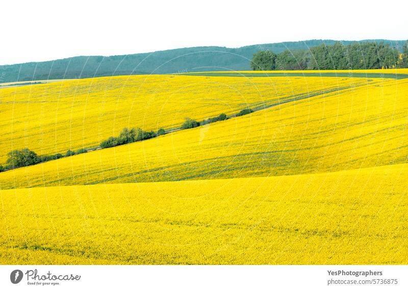 Rapeseed landscape in Moravia, Czech Republic agribusiness agriculture background beautiful blossom bright canola color copy space countryside crop czech