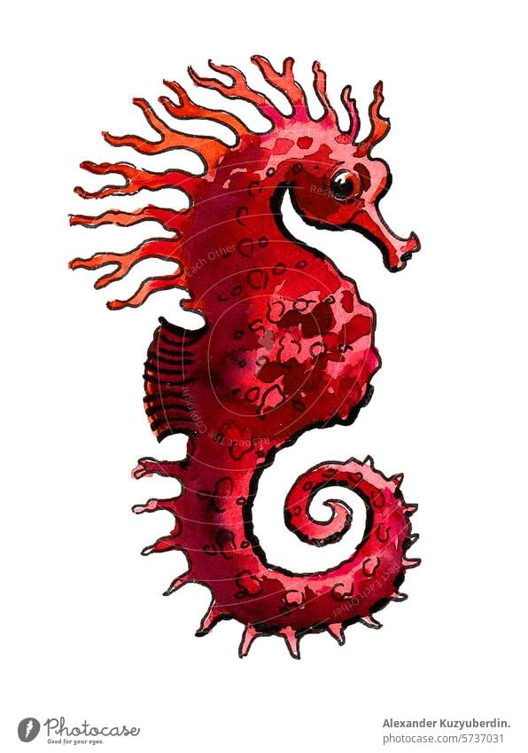 Watercolor red seahorse. Hand drawn retro styled illustration fish animal marine nautical art artwork watercolor painting sketch drawing