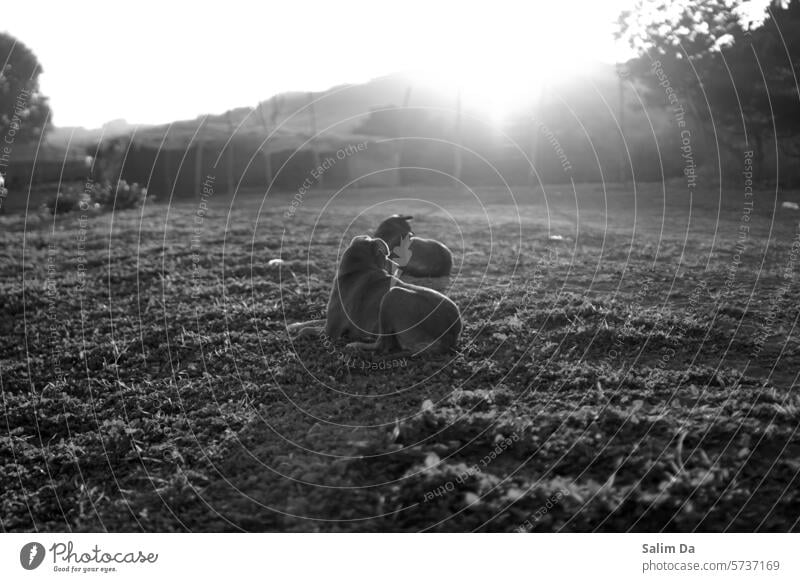 Dog's serenity moment. Black and white photography Black & white photo black and white dogs Serene doggy Sunlight Sunset Sunbeam view Photography Landscape
