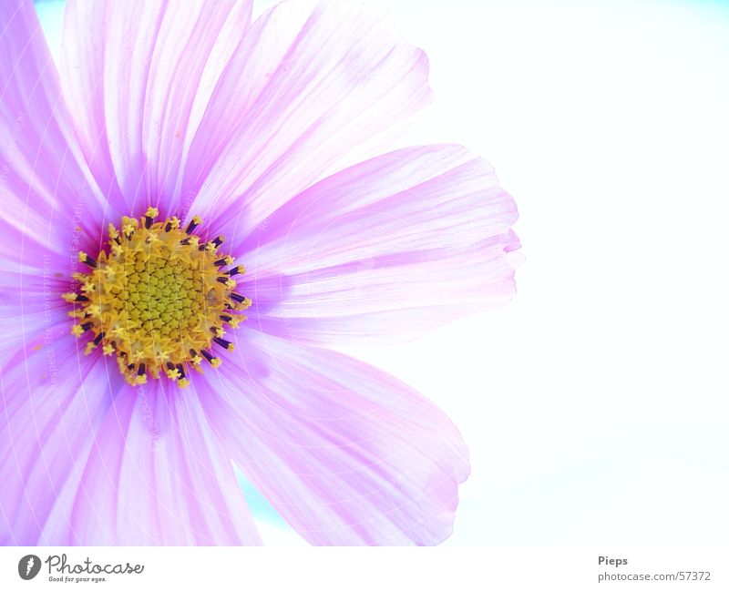 Purple cosmea flower Colour photo Interior shot Macro (Extreme close-up) Copy Space right Neutral Background pretty Summer Nature Plant Flower Blossom