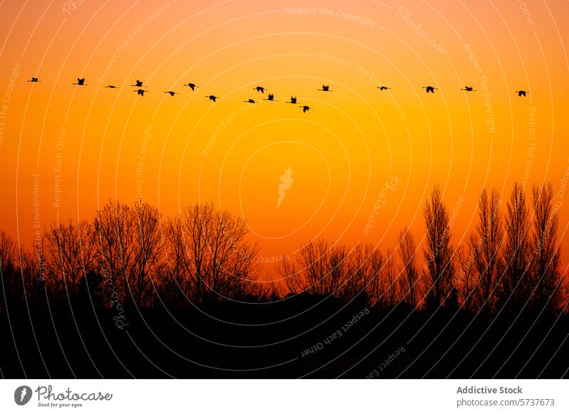 Silhouetted cranes flying at sunset silhouette flight orange sky flock bird wildlife treeline dusk nature beauty tranquil migration evening