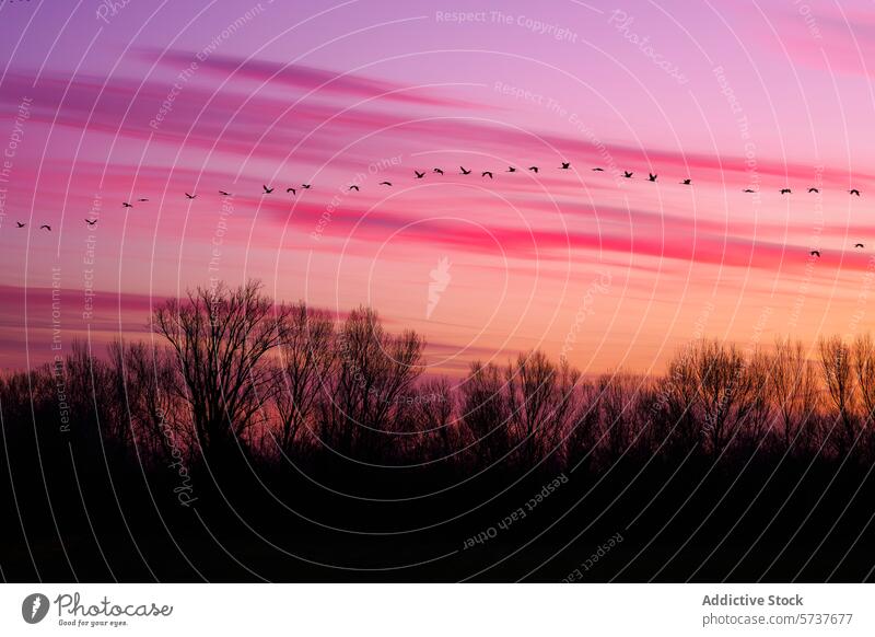 Flight of birds at sunset with a pink sky silhouette flight nature beauty dusk evening flock graceful peaceful outdoor wildlife scenery majestic twilight