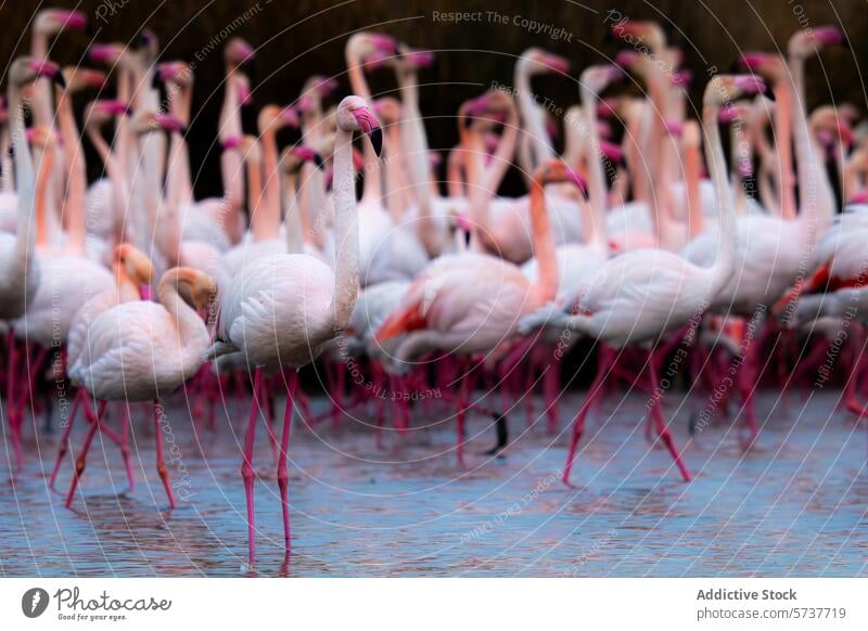 Flock of Common flamingos in serene waters common flamingo bird waterfowl flock wading pink white feather aquatic nature wildlife pond lake standing group